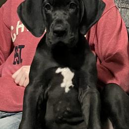 Great Dane Puppies from Mara Danes