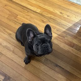 Suki - French Bulldog