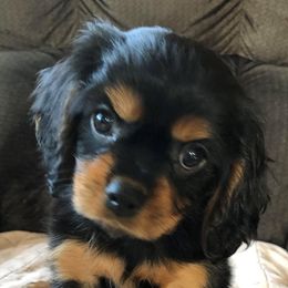 Assorted Doodle Crosses, Cavachons, Cavalier King Charles Spaniels, and Cavapoos from Prairie Puppies