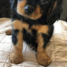 Assorted Doodle Crosses, Cavachons, Cavalier King Charles Spaniels, and Cavapoos from Prairie Puppies