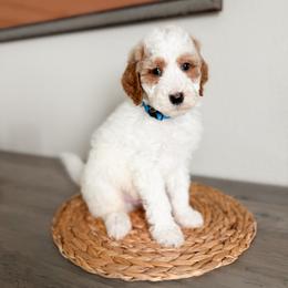 Topaz - Parti male Goldendoodle puppy in Billings, Montana from Montana Raised Doodles