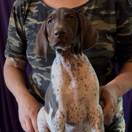 Boy 1 - Liver and white male German Shorthaired Pointer puppy in Aitkin, Minnesota from Whispering’s GunDogs