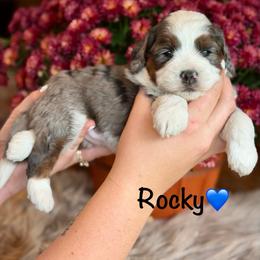 Rocky - Blue merle male Aussiedoodle puppy in Lancaster, Minnesota from Finney Ranch