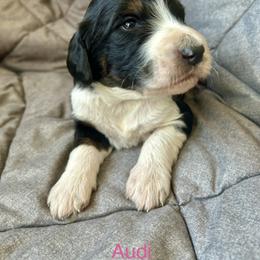Audi - Tri-color female Bernedoodle puppy in Urbandale, Iowa from Bernedoodlesbest