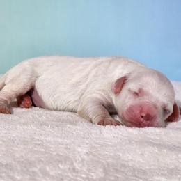 Summer - Buff and white female Cockapoo puppy in Louisburg, North Carolina from Raven Oak's Mini Cockapoos and Mini Dachshunds