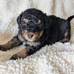 Zeta - Tri-color female Bernedoodle puppy in Sparta, Missouri from Sis' Doodles & Poodles