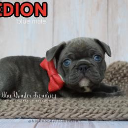 Aedion Ashryver - Blue male French Bulldog puppy in Loxahatchee, Florida from Blue Wonder Frenchies