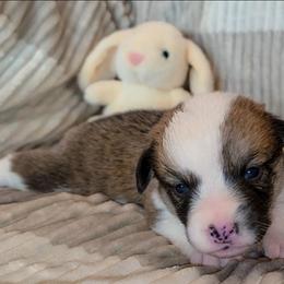 Thomas - Sable male Pembroke Welsh Corgi puppy in New Hampshire from Muddy Paws Corgis