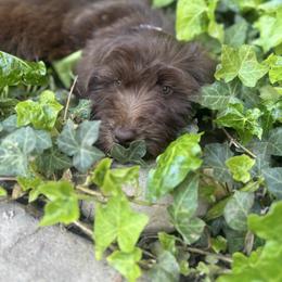 Kit Kat - green boy - Chocolate male Goldendoodle puppy in Waterford, California from Alvdoodles