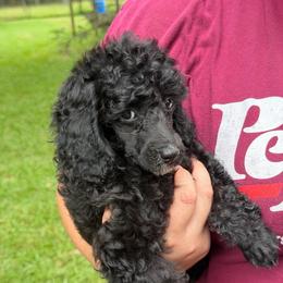 Tracker - Parti male Poodle puppy in Florence County, South Carolina from Modern Family Standards