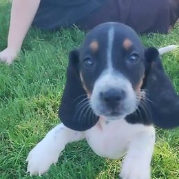 Orange - Black brown and white female Basset Hound puppy in Ontario, Oregon from Thunder Ridge Bassets