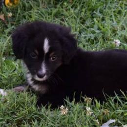 Miniature Australian Shepherds and Toy Australian Shepherds from Blue Meadow Aussies