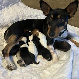 Rat Terrier Puppies from Susan Turner