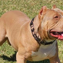 American Bullies, Boerboels, and Cane Corso from PaPaws Gotta Love It Kennels