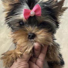 London - Black and tan female Yorkshire Terrier puppy in Tempe, Arizona from Kissable baby face yorkies
