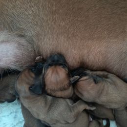 Boy 2 - male Rhodesian Ridgeback puppy in Kansas City, Missouri from Stoneridge Ridgebacks