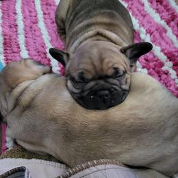 French Bulldog Puppies from Who's Your Bulldog? Kennel