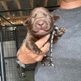Black - Chocolate male Labrador Retriever puppy in Newton Grove, North Carolina from Wayalife Labradors & Gsp’s