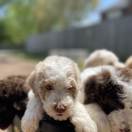 Goldendoodle All Grown Up from Cali Doodles Gone South