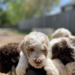 Goldendoodle All Grown Up from Cali Doodles Gone South