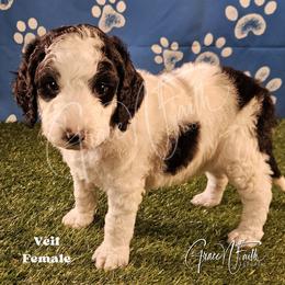 Veil - Parti female Labradoodle puppy in Peyton, Colorado from Grace N Faith Doodles