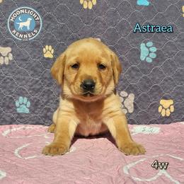 Astraea - Yellow female Labrador Retriever puppy in Elloree, South Carolina from Moonlight Kennels LLC
