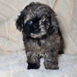 Gardenia - Merle female Cockapoo puppy in Cleveland, Georgia from Jam's Doodles And Poodles