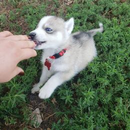 Red - Gray and white male Siberian Husky puppy in Mccool Junction, Nebraska from Sininger Lagoon