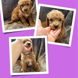 Snow White - Red  female Goldendoodle puppy in Bluefield, Virginia from Love on a Leash