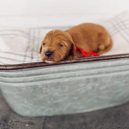 Pearl - Apricot female Goldendoodle puppy in Billings, Montana from Montana Raised Doodles