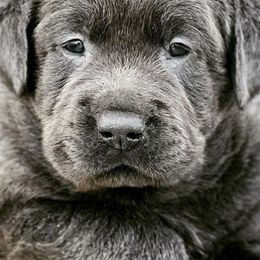 Dilute Retrievers and Labrador Retrievers from NorCal Silver & Coal Labradors