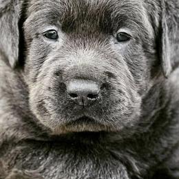 Dilute Retrievers and Labrador Retrievers from NorCal Silver & Coal Labradors