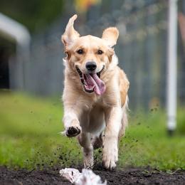 Golden Retrievers from Sidekick Retrievers