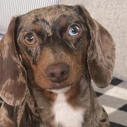 Dachshunds from Pretty Painted Mini Doxies