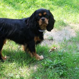 Mia - Cavalier King Charles Spaniel