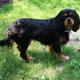 Mia-OFA CHIC Cert-206645