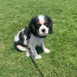 Ryder - Tri-color male Cavalier King Charles Spaniel puppy in Forney, Texas from Small Town Cavaliers
