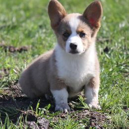American Corgi, French Bulldog, and Pembroke Welsh Corgi Puppies from Moonstone Corgis & Frenchies