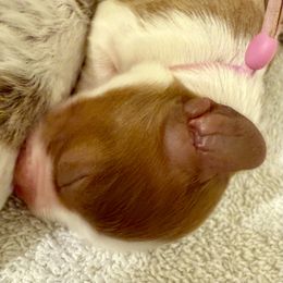 Cavapoo Puppies from PJs Puppy Love
