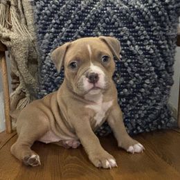 American Bully Puppies from East bound and Down Bully’s