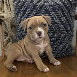 American Bully Puppies from East bound and Down Bully’s