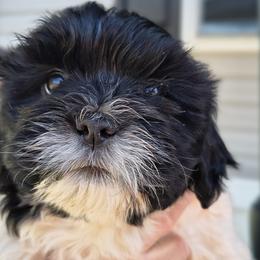 Darth Maul - White male Lhasa Apso puppy in Greenville, South Carolina from Lots of Lhasa Love