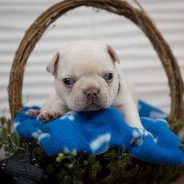 Boy 2 - Cream French Bulldog puppy in West Bloomfield, Michigan from Bully Snob