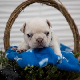 Boy 2 - Cream French Bulldog puppy in West Bloomfield, Michigan from Bully Snob