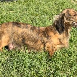 Remi - Dachshund