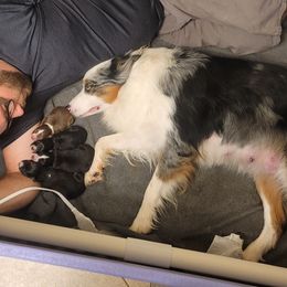 Willow - Australian Shepherd