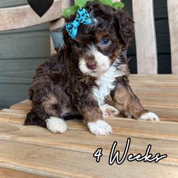 Ruby - Tri-color female Bernedoodle puppy in Runaway Bay, Texas from Green Ranch Doodles