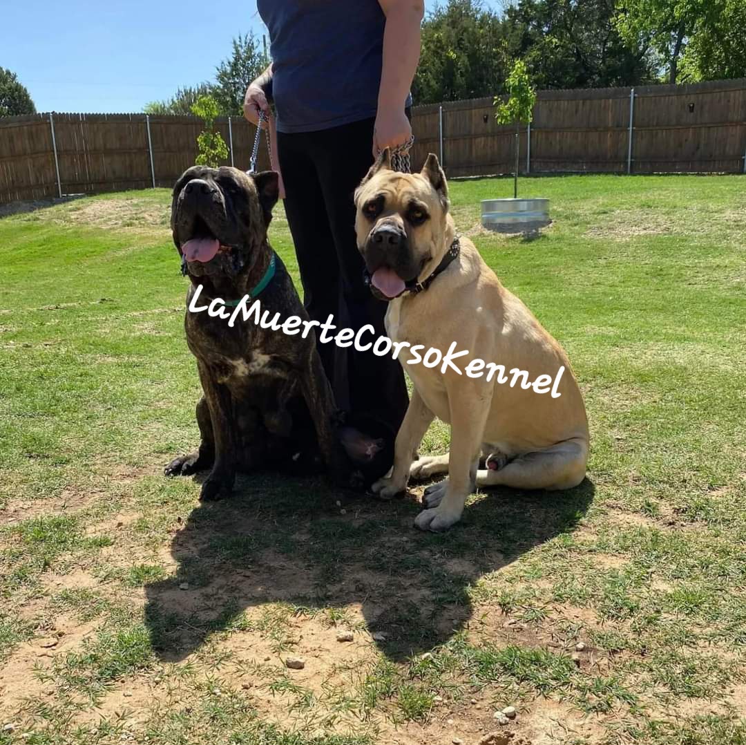 Cane Corso from La Muerte Corso Kennel
