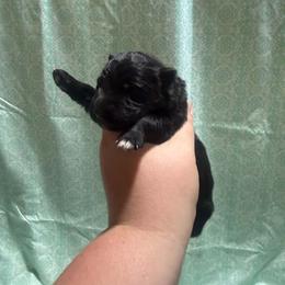 Black female 1 - Black female German Shepherd puppy in Salem, South Carolina from Von Maqqedah Haus German Shepherds