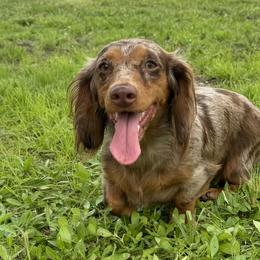 Dachshunds from Dach of Doxies
